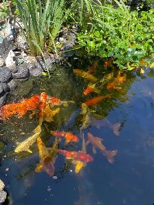 Koi fish for sale