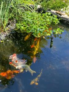 Koi fish for sale - Photo 2