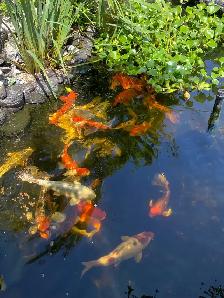 Koi fish for sale - Photo 3