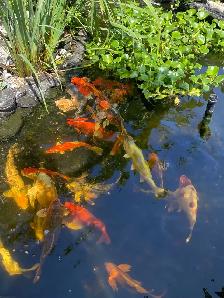 Koi fish for sale - Photo 4