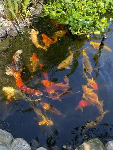 Koi fish for sale - Photo 5
