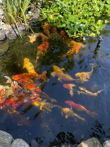Koi fish for sale - Photo 6
