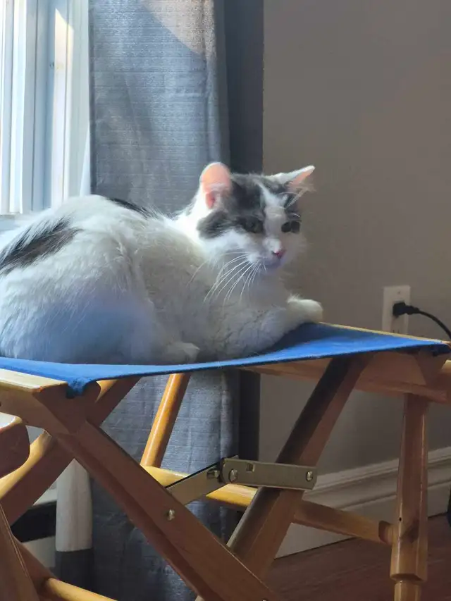 2 year old female kitty available for loving home