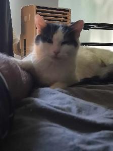 2 year old female kitty available for loving home - Photo 3