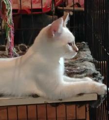 chatons Ragdoll Snowshoes - Photo 2