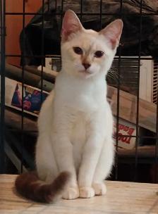 chatons Ragdoll Snowshoes - Photo 4