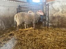 Rideau Arcott yearling ram for sale