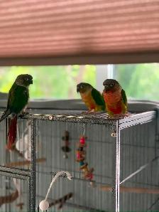 3 Beautiful Conair birds - Photo 3