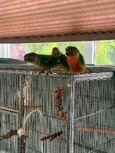 3 Beautiful Conair birds - Photo 4