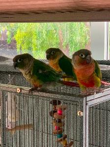 3 Beautiful Conair birds - Photo 6