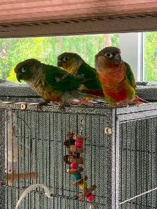3 Beautiful Conair birds - Photo 7