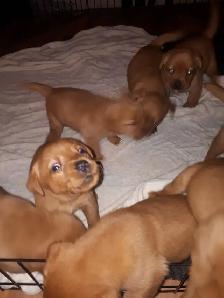 CHIOT LABRADOR PUR RACE - Photo 5