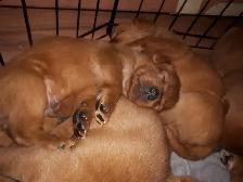 CHIOT LABRADOR PUR RACE - Photo 6