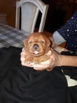 CHIOT LABRADOR PUR RACE - Photo 8