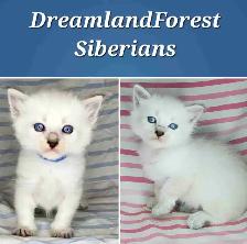 Hypoallergenic TICA Registered Siberian Kittens