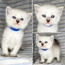 Hypoallergenic TICA Registered Siberian Kittens - Photo 2