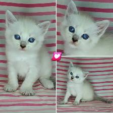 Hypoallergenic TICA Registered Siberian Kittens - Photo 3