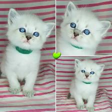 Hypoallergenic TICA Registered Siberian Kittens - Photo 4