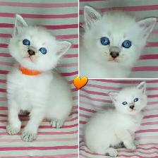 Hypoallergenic TICA Registered Siberian Kittens - Photo 5