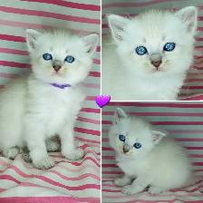 Hypoallergenic TICA Registered Siberian Kittens - Photo 6