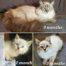 Hypoallergenic TICA Registered Siberian Kittens - Photo 7