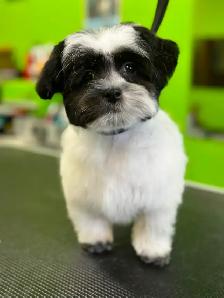 Dog and Cat Grooming - Photo 3
