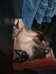 chaton siamois mixte