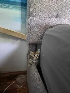 chaton siamois mixte - Photo 2
