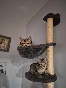 chaton siamois mixte - Photo 3