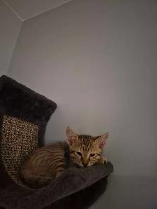chaton siamois mixte - Photo 4