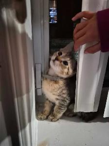 chaton siamois mixte - Photo 5