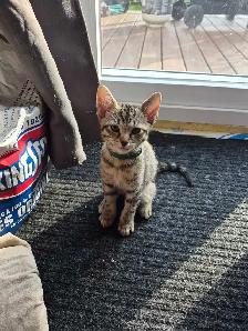 chaton siamois mixte - Photo 6