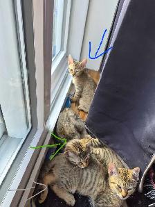 chaton siamois mixte - Photo 7