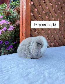 Cute Holland Lop baby bunnies
