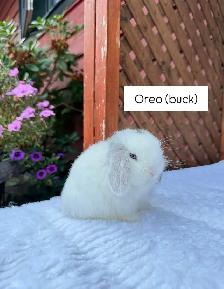 Cute Holland Lop baby bunnies - Photo 2