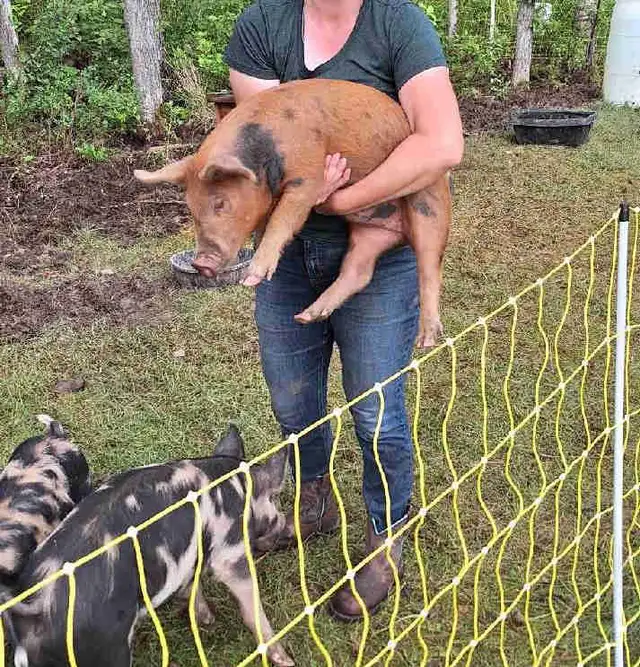 Grower barrow pig for sale