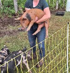 Grower barrow pig for sale