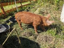 Grower barrow pig for sale - Photo 2