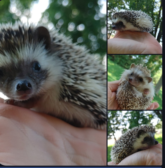 ❤️ Sweet Dark mask snowflake Pinto s&p or cinnamon hedgehog!!