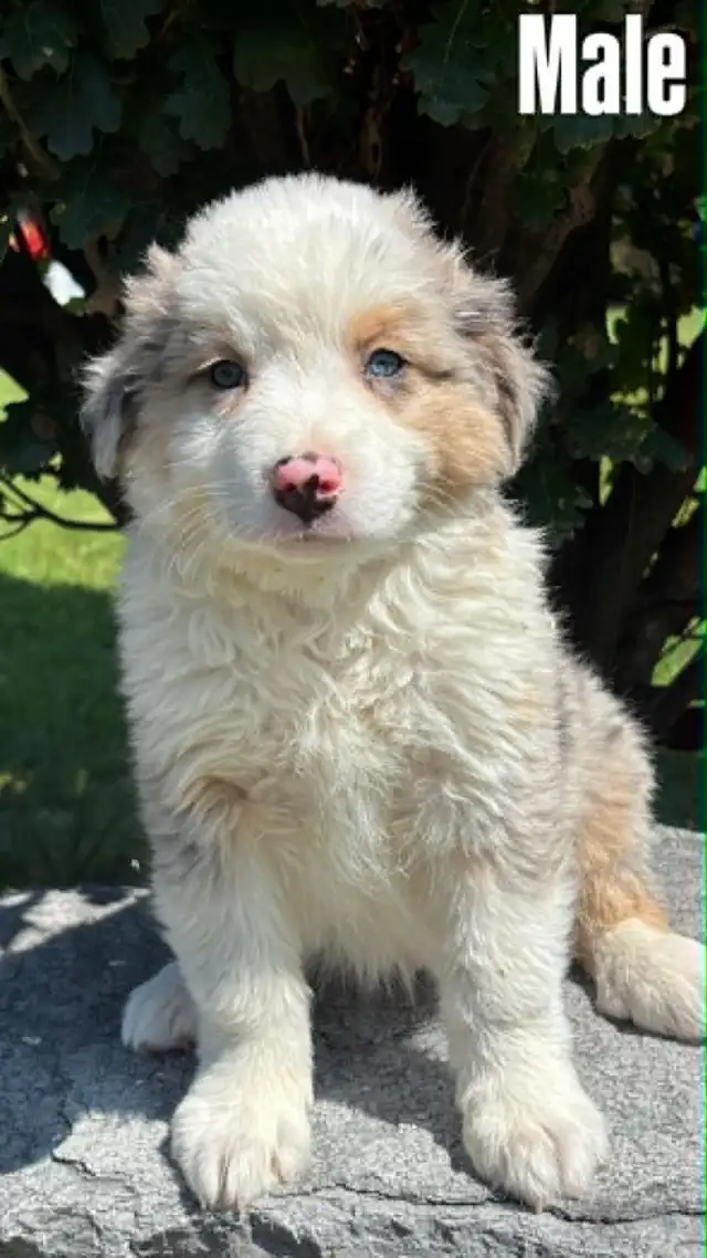 Australian Shepherd puppies
