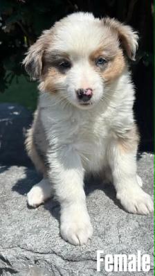 Australian Shepherd puppies - Photo 2