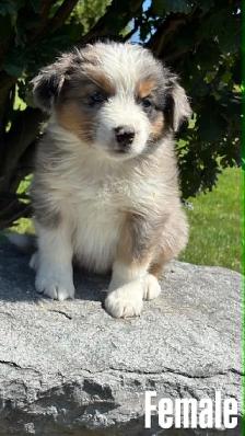 Australian Shepherd puppies - Photo 3