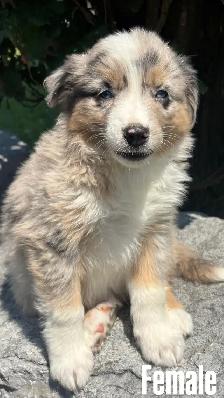 Australian Shepherd puppies - Photo 4