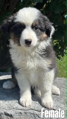 Australian Shepherd puppies - Photo 5