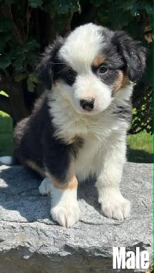 Australian Shepherd puppies - Photo 6