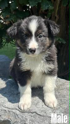 Australian Shepherd puppies - Photo 7