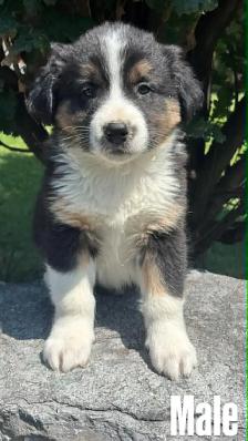 Australian Shepherd puppies - Photo 8