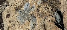 Isopods and Springtails - Photo 8