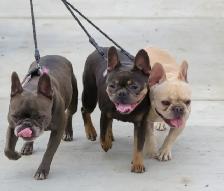 Reliable Pet Sitting | Dog Walking | Training and More! - Photo 2