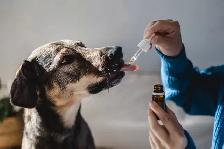 Reliable Pet Sitting | Dog Walking | Training and More! - Photo 3